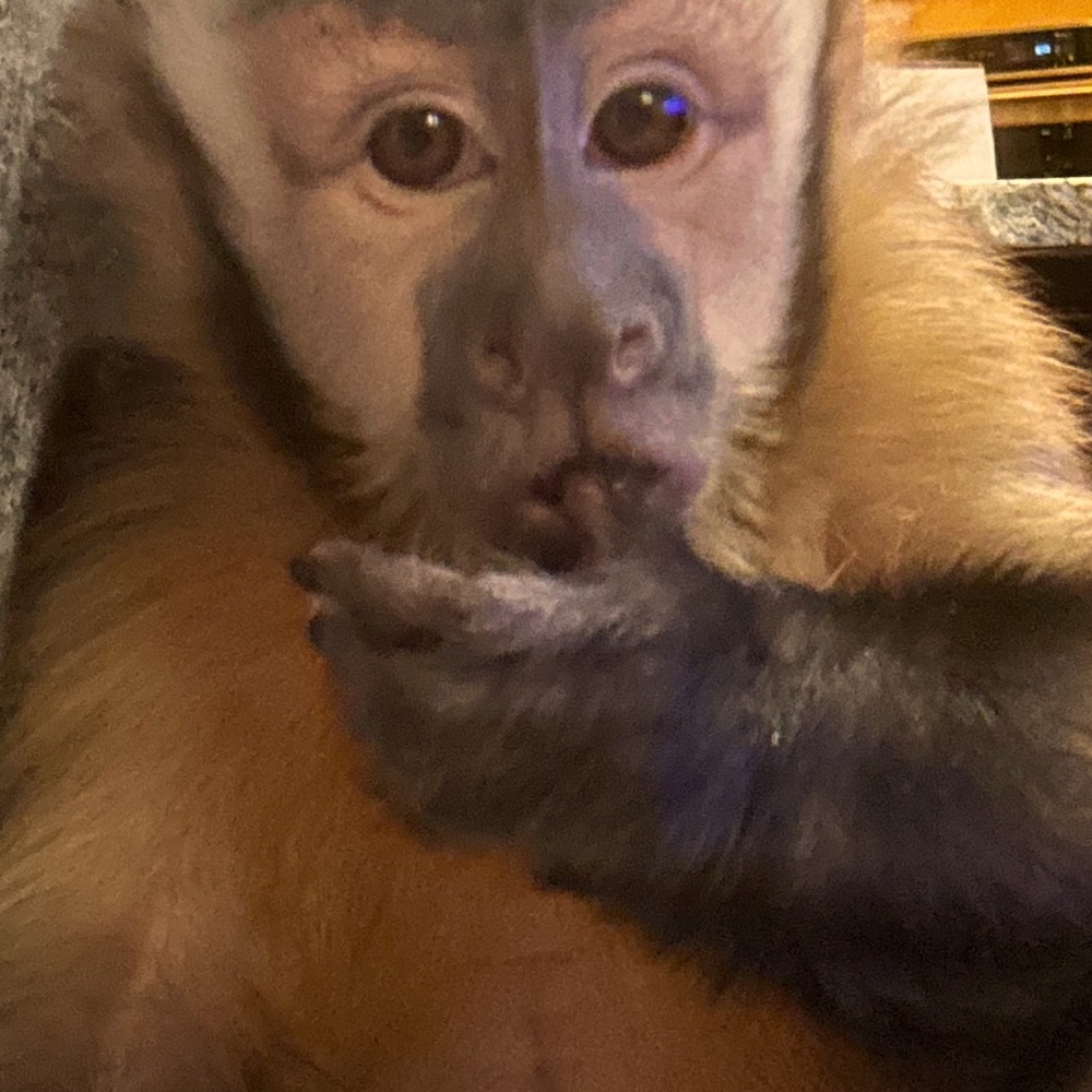 Monkeymom73 is live!!! Like this listing to get notified ☀️🐵☀️🐵 - Picture 3 of 13